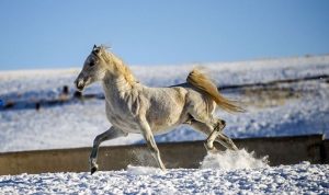Bánh sinh nhật tuổi ngựa